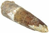 Fossil Spinosaurus Tooth - Real Dinosaur Tooth #311762-1